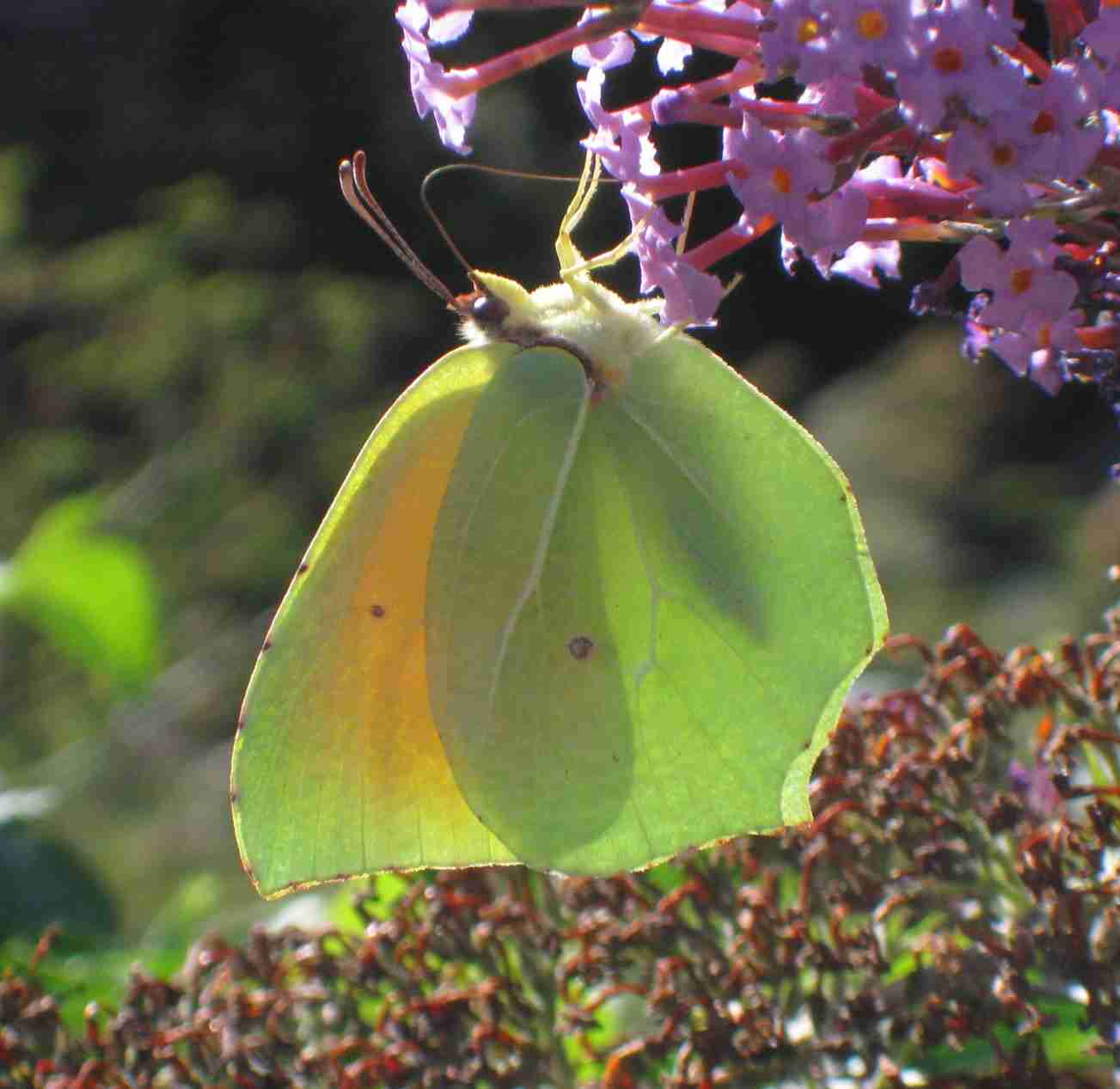 Gonepteryx cleopatra Gonepteryx cleopatra